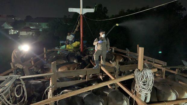 Pasokan Sapi Kurban dari Natuna Tiba di Karimun, Langsung Disemprot Disinfeksi