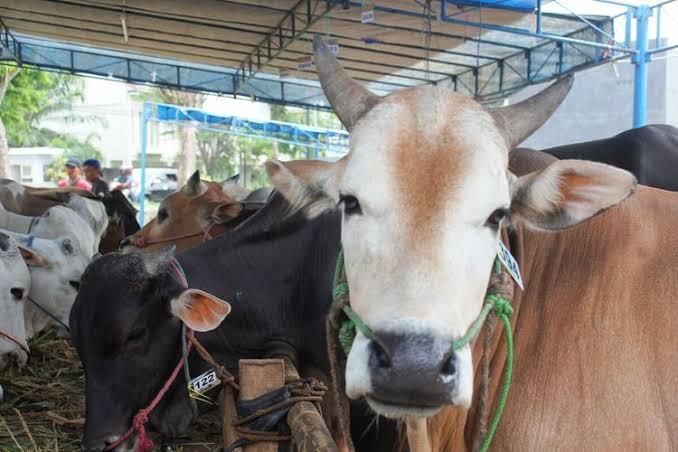 Jelang Idul Adha, Pekanbaru Waspadai Penularan Penyakit pada Hewan Kurban