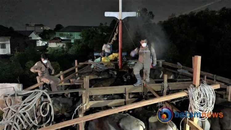 PMK Masih Mempengaruhi Pasokan Hewan Kurban ke Karimun, Pengiriman Terbatas pada Zona Hijau