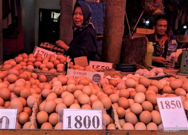 Kelangkaan dan Harga Tinggi Telur Ayam Menghantui Pedagang di Medan