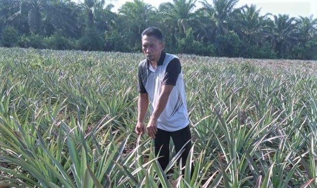 Kisah Sukses Petani Nenas Nasabah MKM Bank Riau Kepri Syariah di Sungai Apit, dari Buruh Hingga Miliki Rumah Besar dan Mobil