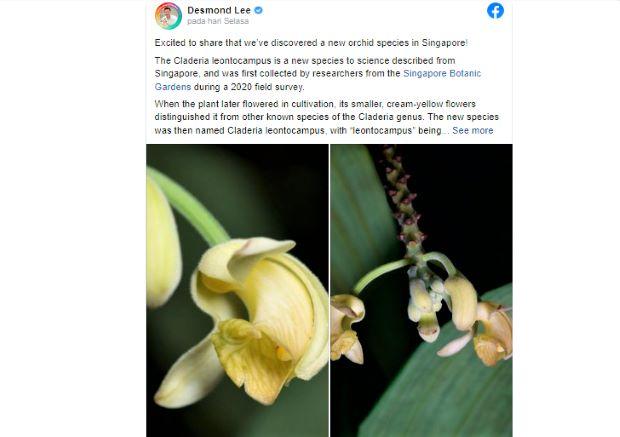 Peneliti Kebun Raya Singapura Temukan Spesies Anggrek Baru, Diberi Nama "Merlion"