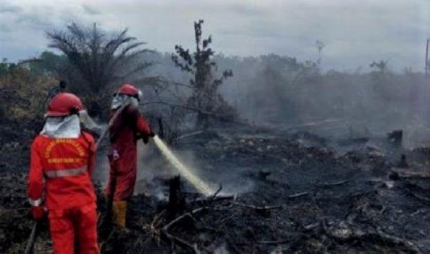 Kebakaran Lahan Gambut di Pekanbaru Sulit Dipadamkan, Tim Gabungan Butuh 5 Hari
