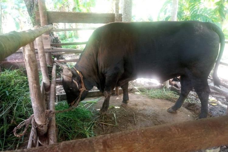 Presiden Jokowi Beli Sapi Milik Peternak Natuna untuk Kurban Idul Adha di Pulau Serasan