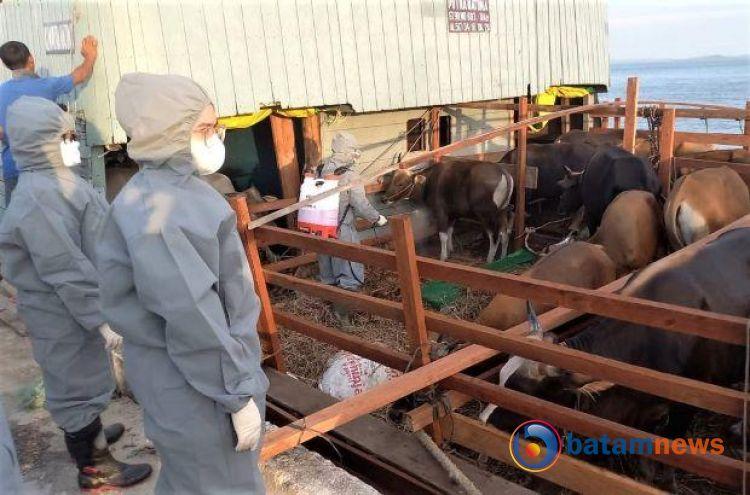 Kabupaten Karimun Memastikan Ketersediaan Hewan Kurban Tercukupi