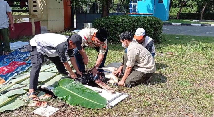 PKS se-Kepri Sembelih 135 Hewan Kurban di Hari Raya Idul Adha 1444 Hijriah