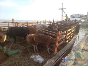 Penuhi Pasokan Hewan Kurban, Karimun Tambah Pasokan Sapi dari Natuna