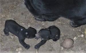Peristiwa Langka: Dua Bayi Beruang Madu Lahir Secara Alami di Lembah Hijau, Lampung