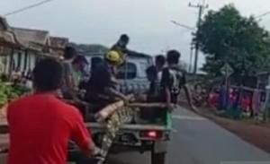Warga Bangka Tangkap Buaya 3 Meter Pemangsa Nelayan hingga Tewas