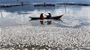 Danau Maninjau Tercemar, Keluhan Nelayan: Ikan Rinuak Langka Selama 7 Bulan 