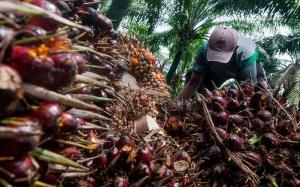 Harga TBS Sawit di Riau Turun Jadi Rp 2.246 Per Kilogram