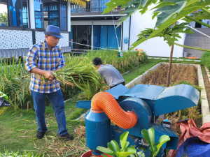 Panen Padi di Lahan Bekas Tambang Bauksit di Tanjungpinang