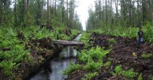 Upaya Pemeliharaan Lahan Gambut di Riau saat El Nino, Mamun Murod: Fokus pada Tata Kelola Air