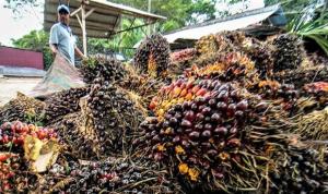 Pabrik Kelapa Sawit di Riau Sepakat Beli Sawit Langsung dari Petani Tanpa Harus Memiliki Kebun