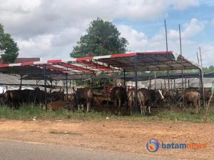 Hewan Qurban dari NTT yang Belum Sampai ke Bintan Â