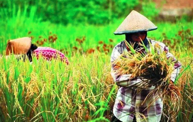 Perubahan Nilai Tukar Petani di Provinsi Riau Juni 2023: Analisis dan Implikasinya