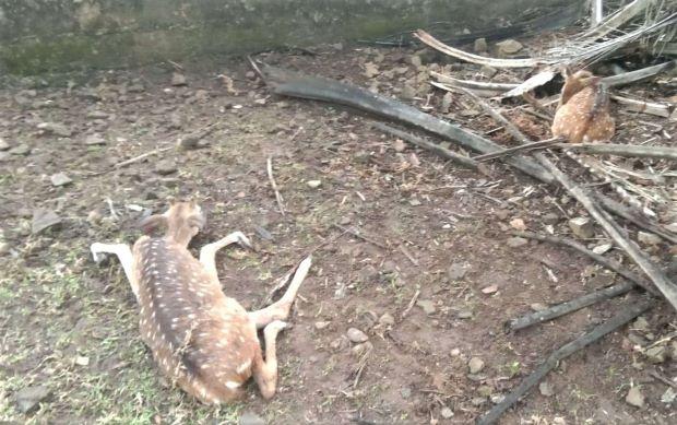 Tragedi Kematian Rusa di Palembang: Diduga Diserang oleh Anjing Liar