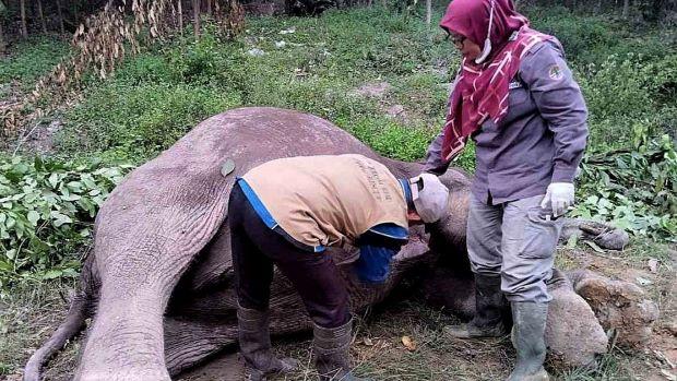 Gajah Berusia 12 Tahun Ditemukan Tewas di Distrik Nilo Pelalawan, Diduga Diracun