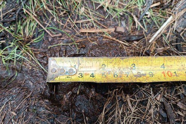 Harimau Sumatera Masih Berkeliaran di Kampung Temusai, Siak, Warga Takut ke Ladang