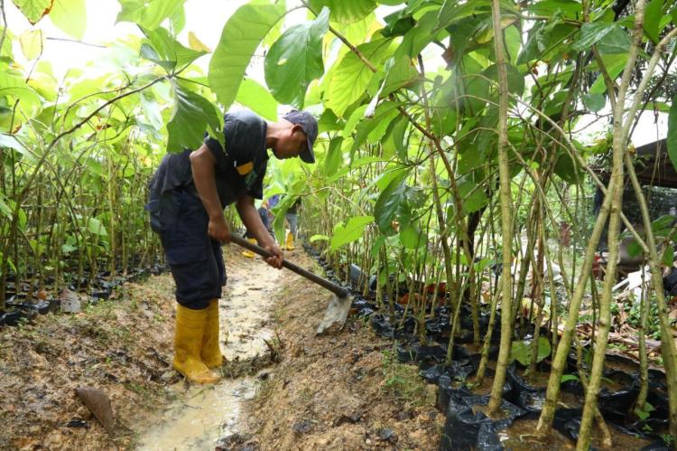 BP Batam Rencanakan Penanaman Kembali 12 Ribu Pohon Jati Emas