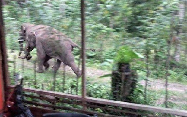 Gajah Liar Masuk Pekanbaru, Rusak Kebun dan Rumah Warga