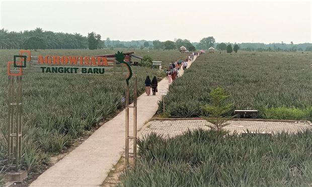 Agrowisata Tangkit Baru: Surga Wisata bagi Pecinta Nanas di Jambi