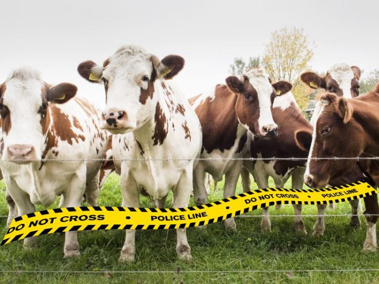 Satpolairud Polres Bintan Mengamankan 51 Ekor Sapi dan Kambing ilegal di Perairan Tambeling, Bintan
