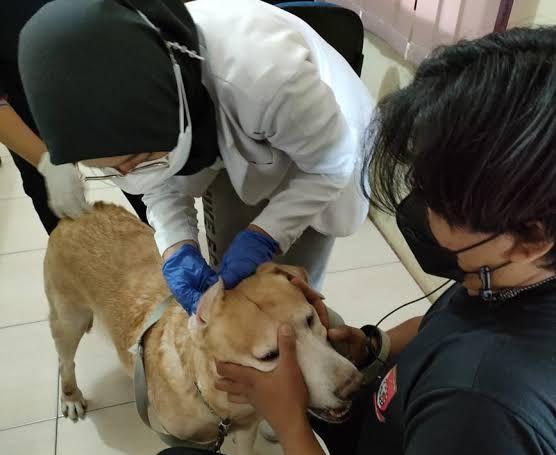 Warga Kempas Meninggal Akibat Gigitan Anjing Rabies di Inhil Riau