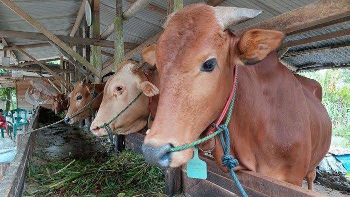 Penanganan Ternak Ilegal di Bintan: Balai Karantina Pertanian Ambil Sampel Darah 51 Ekor Hewan untuk Cegah Penyakit Mulut dan Kuku (PMK)