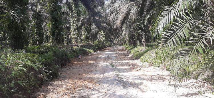 Harga Sawit Naik Lagi, Petani Riau Dapat Kenaikan Pendapatan