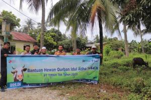 Berbagi Kebahagiaan Idul Adha, PT Timah Sumbangkan Puluhan Hewan Kurban untuk Masyarakat Kepri dan Riau