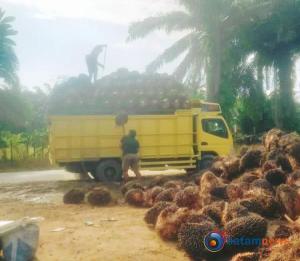 Provinsi Riau Catat Kenaikan Harga Sawit Plasma
