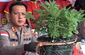 Pemuda di Batam Ditangkap karena Tanam Ganja di Halaman Rumah, Polisi Sita 15 Batang Tanaman