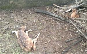 Tragedi Kematian Rusa di Palembang: Diduga Diserang oleh Anjing Liar