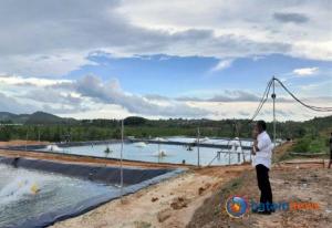 Dua Tambak Udang di Batam yang Disegel KKP Masih Diperbolehkan Beroperasi Hingga Panen