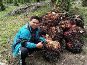 Harga Sawit Naik di Riau: Peningkatan Pendapatan bagi Petani Sawit