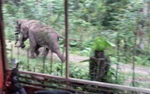 Gajah Liar Masuk Pekanbaru, Rusak Kebun dan Rumah Warga