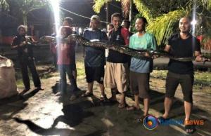 Warga Perumahan Bea Cukai Karimun Tangkap Ular Piton Raksasa Berukuran 5 Meter