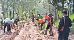 Warga Tulang Bawang Barat Lampung Ramai-ramai Tanam Pohon Pisang di Jalan Rusak