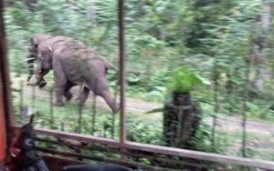 Ancam Warga, Gajah Liar di Rumbai Terpaksa Diusir Pakai Mercon ke Arah Hutan