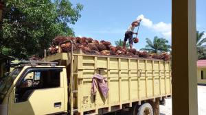 Kabar Baik bagi Petani Riau, Harga TBS Kelapa Sawit Mitra Plasma Naik