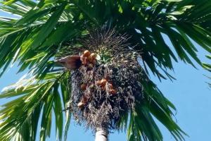 Perkebunan Riau: Harga Pinang Kering Turun Menjadi Rp5.960/kg, Kelapa Butiran juga Alami Penurunan!