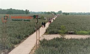 Agrowisata Tangkit Baru: Surga Wisata bagi Pecinta Nanas di Jambi
