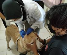 Warga Kempas Meninggal Akibat Gigitan Anjing Rabies di Inhil Riau