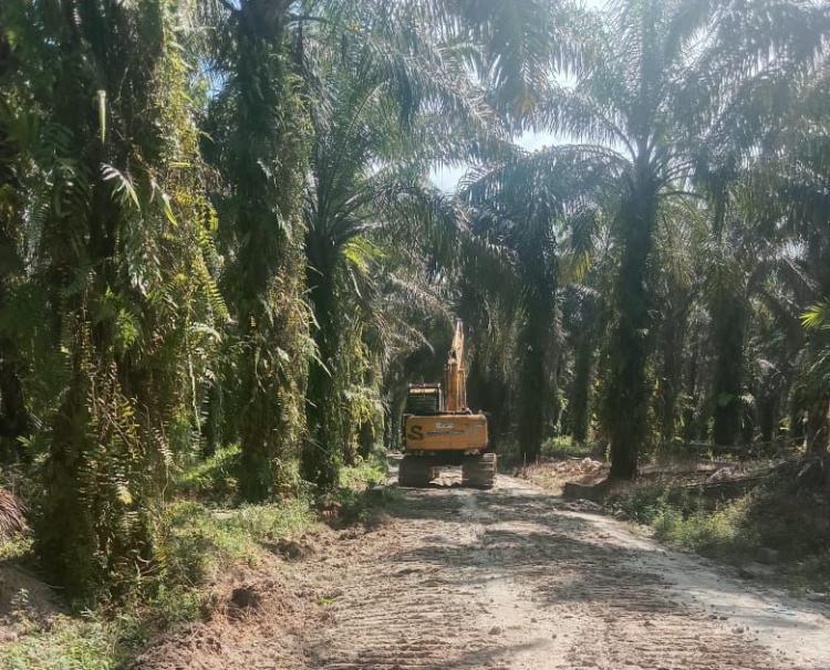 Harga Sawit Plasma di Riau Turun, Berikut Rinciannya