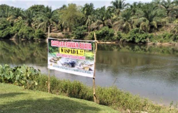 BBKSDA Riau Turunkan Tim ke Sungai Subayang Usai Kemunculan Buaya