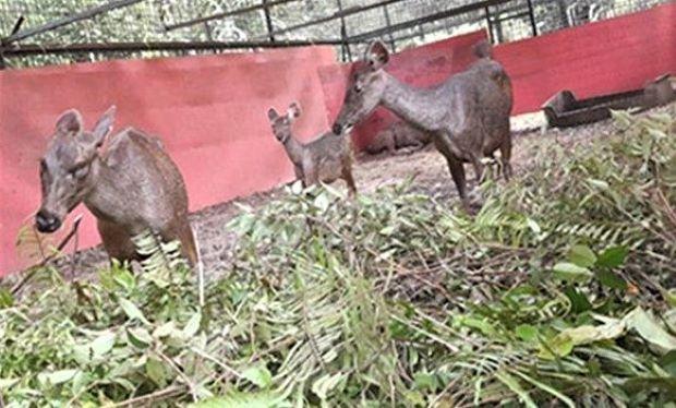Upaya Mitigasi Konflik: BBKSDA Riau Lepasliarkan 4 Ekor Rusa Sambar
