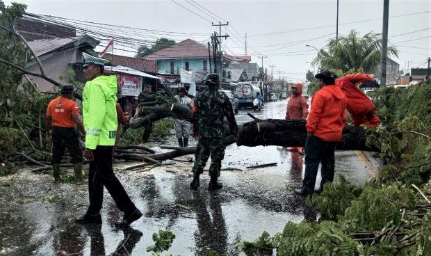 Pohon Tumbang dan Gangguan Listrik Pasca Hujan Lebat Mengguyur Kota Padang
