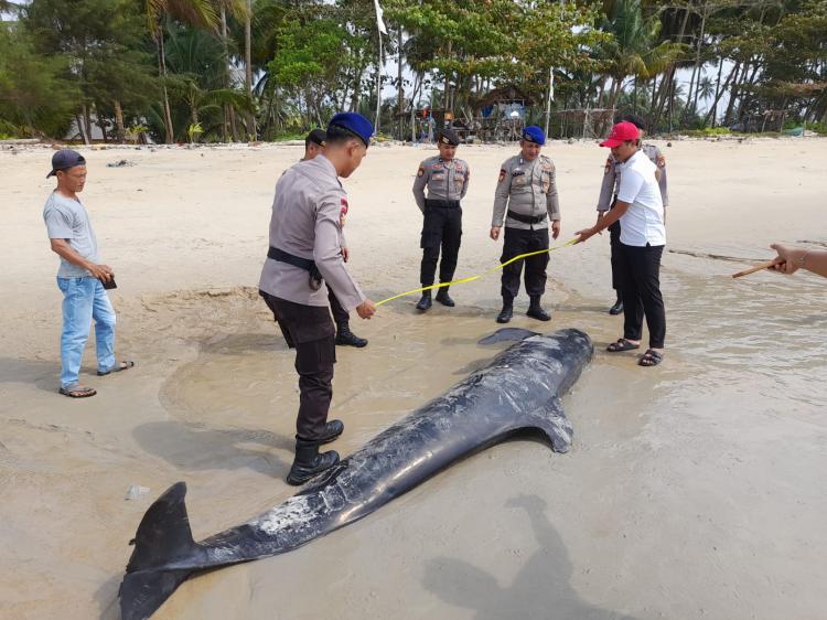 Bangkai Paus Terdampar di Pesisir Pantai Kebun Nyiur di Lingga
