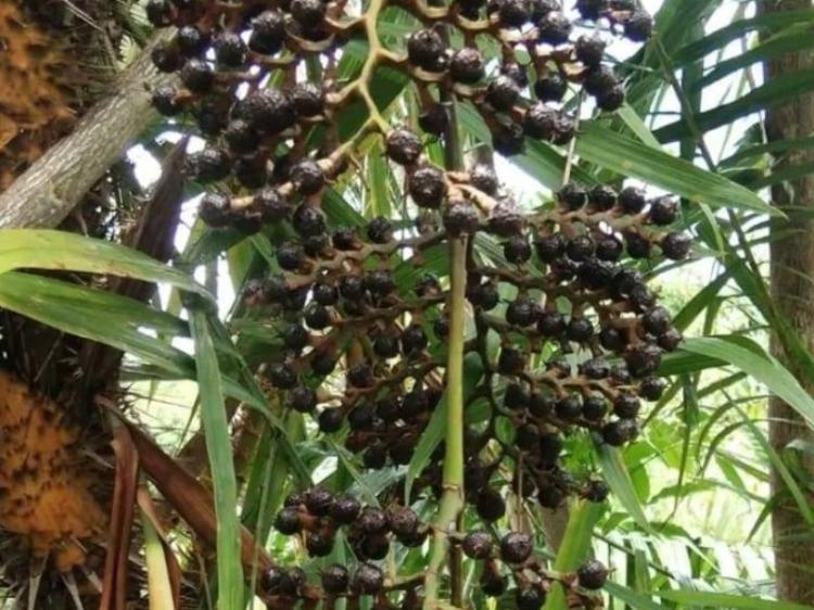 Buah Jernang Mulai Merambah Tanjabtim Jambi: Harga Mencapai Rp 250 ribu per KilogramÂ 